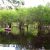 Mayhaw Trees for Sale Stuff About Mayhaw Berry Trees and the Festival Golden