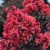 Midnight Magic Crape Myrtle First Editionsa Midnight Magica Crapemyrtle