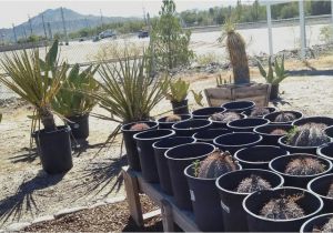 Native Plant Nursery El Paso A Unique Local Nursery It 39 S A Dry Heat