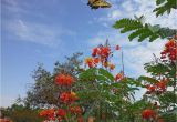 Native Plant Nursery El Paso Group Plans Meeting to Promote Native Plants In El Paso