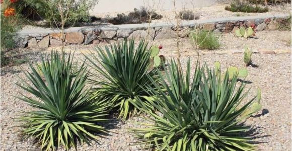 Native Plant Nursery El Paso why Native Plants El Paso County Master Gardeners