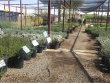 Northeast Plant World Nursery El Paso Tx Eastside Discount Nursery Plant Nursery In El Paso