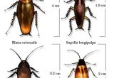 Palmetto Bug Vs Cockroach How Cockroaches Work Howstuffworks