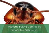 Palmetto Bug Vs Cockroach Palmetto Bug Vs Cockroach What 39 S the Difference Nov 2018