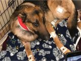 Pet Shops In Beaumont Tx Dog Shot Multiple Times Saved 16 Year Old Owner From Burglary