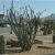 Plant Nursery El Paso Texas El Paso Landscaping