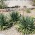 Plant Nursery El Paso why Native Plants El Paso County Master Gardeners