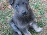 Powder Blue German Shepherd Blue German Shepherd they Have No Black Fur All the