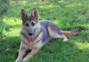 Powder Blue German Shepherd Puppies for Sale Large Big X Large Oversized German Shepherds