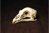 Real Animal Skulls for Sale Real Animal Skulls for Sale the Bone Room the Bone Room