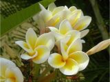 Rooted Plumeria Plants for Sale Classifieds and Group Buys forum Chefmikes Plumeria Sale All Plants