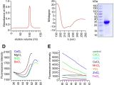 Spectrum Labs Quick Fix Plus Reviews 2019 A Trpv1 to Secretagogin Regulatory Axis Controls Pancreatic I Cell