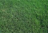 St Augustine Grass San Antonio 419 Tifway Bermuda without the Middle Man Mark Up Farm to Home