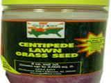 Tifblair Centipede Grass Seed Centipede Grass Seed Lawn Care the Home Depot