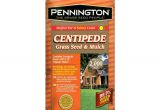 Tifblair Centipede Grass Seed Centipede Grass Seed Lawn Care the Home Depot