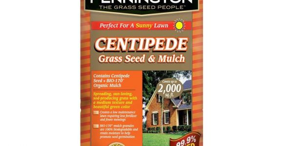 Tifblair Centipede Grass Seed Centipede Grass Seed Lawn Care the Home Depot