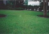 Tifblair Centipede Grass Seed Grass Varieties A Superior sod Mulch and sod In