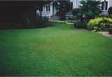 Tifblair Centipede Grass Seed Grass Varieties A Superior sod Mulch and sod In