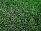 Tifway 419 Bermuda Grass fort Worth Grass Stone Tifway 419 Bermudagrass