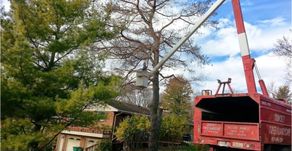 Tree Service Kettering Ohio Services Dayton Centerville Bellbrook Oh Sunset Tree