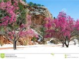 Trees that Grow Well In Colorado Cherry Blossom Trees at Red Rock Canyon Open Space Colorado Spri