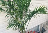 Types Of House Palm Trees Potted Palm Images which are the Typical Palm Species