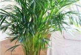 Types Of Indoor Palm Trees Indoor Palm Images which are the Typical Types Of Palm