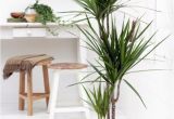 Types Of Indoor Palm Trees Indoor Palm Images which are the Typical Types Of Palm