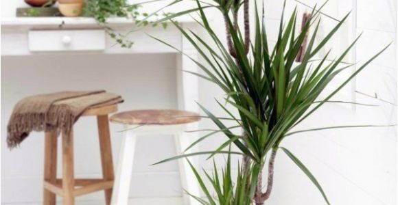 Types Of Indoor Palm Trees Indoor Palm Images which are the Typical Types Of Palm