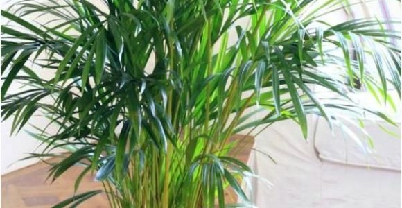 Types Of Indoor Palm Trees Pictures Indoor Palm Images which are the Typical Types Of Palm