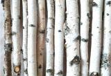 White Birch Logs Lowes White Birch Wood Logs Decorative White Birch Logs Birch