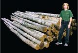 White Birch Logs Lowes White Birch Wood Logs Decorative White Birch Logs Birch