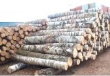 White Birch Logs Lowes White Birch Wood Logs Fireplace Insulation Panel Surga Info