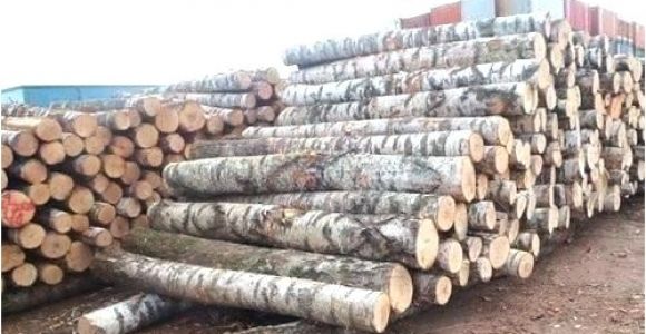 White Birch Logs Lowes White Birch Wood Logs Fireplace Insulation Panel Surga Info